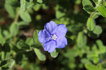 Blue flower surrounded by green leaves on a Evolvulus plant in a garden