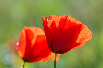 Fototapeta premium Sunset over poppy field on countryside. Selective focus.1