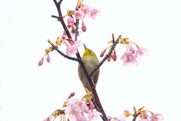河津桜の花に止まるメジロ