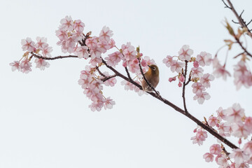 河津桜の花に止まるメジロ