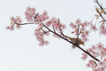 河津桜の花に止まるメジロ