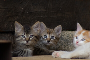 cats in a barn on the farm