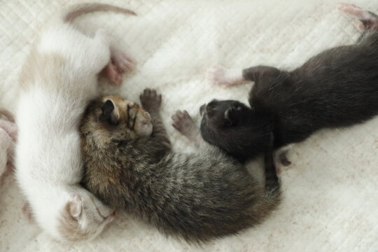 The kitten was born 6 days ago, has tiger stripes, is white, black and brown, and is sleeping on a white sheet.