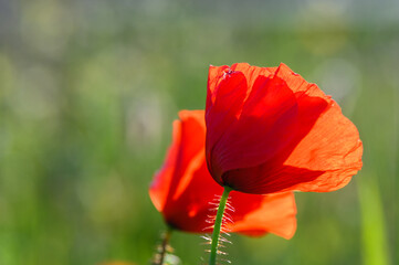 Obraz premium Sunset over poppy field on countryside. Selective focus.7