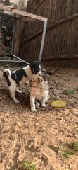 dogs playing in the park