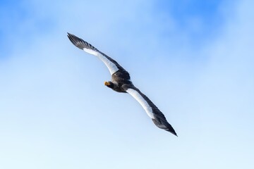 獲物を探して上空を旋回するオオワシ