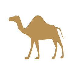 beautiful animal camel vector