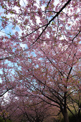 Kawazu cherry blossoms at Chigasaki Park in Yokohama