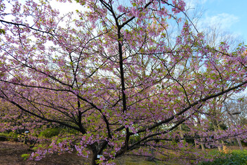 Kawazu cherry blossoms at Chigasaki Park in Yokohama