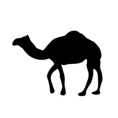 Camel Silhouette Vector
