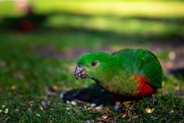 portrait of cute green australian king parrot female feeding on the grass spotted near restaurant close to Queen Mary Falls, Queensland, Australia. Native common wildlife in Queensland