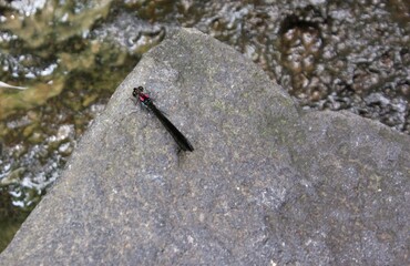 Drangonfly on rock in the river