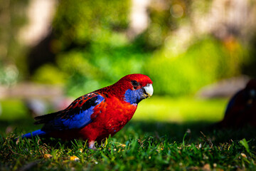 portrait of cute Crimson rosella feeding on the grass spotted near restaurant close to Queen Mary Falls, Queensland, Australia. Native common wildlife in Queensland