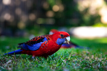 portrait of cute Crimson rosella feeding on the grass spotted near restaurant close to Queen Mary Falls, Queensland, Australia. Native common wildlife in Queensland
