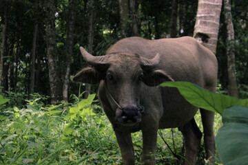 Buffalo farmer in the jungle