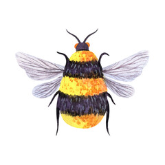 Honey bee watercolor illustration. Cute fluffy bumblebee close-up, top view. Tiny striped animal with wings, fur with pollen. Hand drawn colorful clipart isolated on white background
