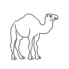 Camel Hand drawn illustration.