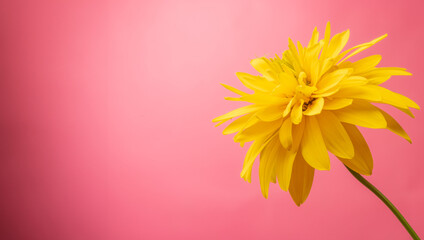 pink background with yellow flower for greeting card banner - 749674573