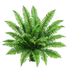 Striped Green Boston Fern Nephrolepis Exaltata on White Background - Elegant and Versatile Cut Out Style Photo for Creative Projects