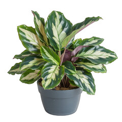 Exquisite Calathea Fusion White Plant on White Background with Green Striped Leaves in Transparent Style
