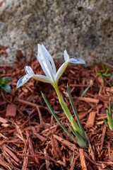 Iris reticulata is one of the earliest flowers of spring