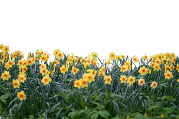 Obraz premium Bright Yellow Flowers Blooming under Open Sky