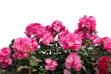 Purple Blooms in Lush Green Garden Setting