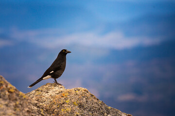beautiful wild pied currawong (Strepera graculina) spotted at the top of mount maroon in mount...