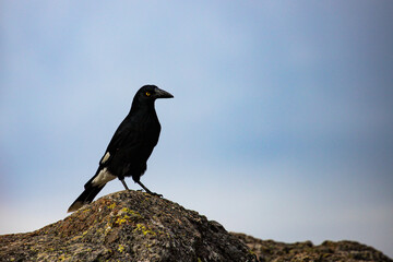 beautiful wild pied currawong (Strepera graculina) spotted at the top of mount maroon in mount barney national park