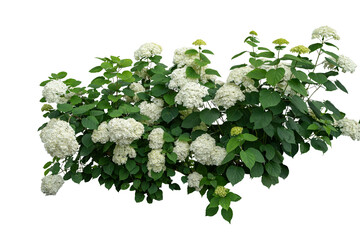 Lush White Hydrangea Plant Isolated on White
