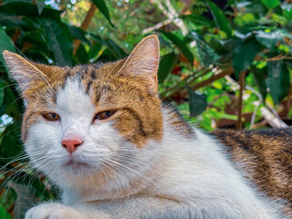 Naklejka na ściany i meble Close up view of cat