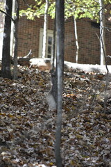 Squirrels in Nature