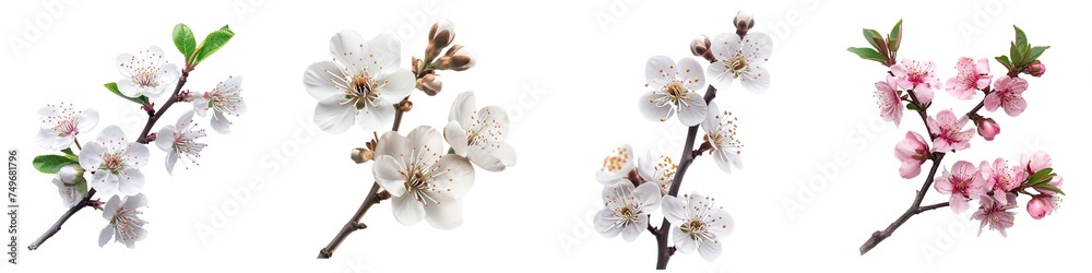 Wall mural set of blossom flowers isolated on transparent background