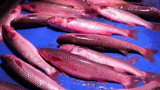 Fresh chinese fish on a market stall