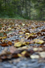 Fallen Leaves
