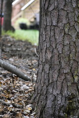 Squirrel Among Leaves