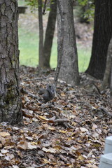 Squirrel Among Leaves