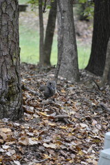 Squirrel Among Leaves