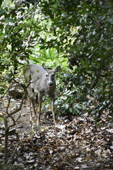 Deer in Woods