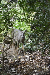 Deer in Woods
