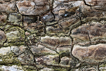 Natural texture of wooden tree bark