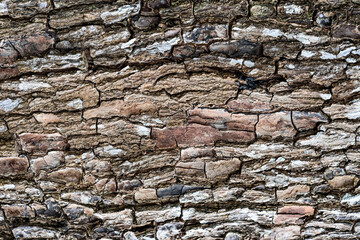 Natural texture of wooden tree bark