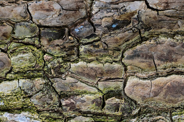 Natural texture of wooden tree bark