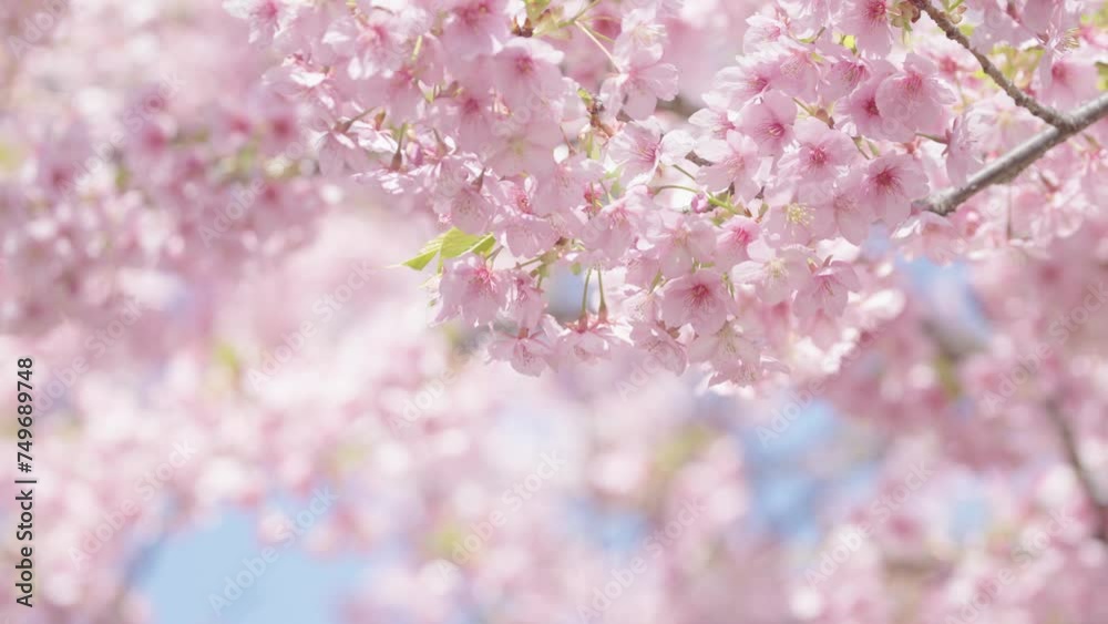 Wall mural 河津桜