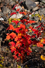 Red leaves in Quebec fall