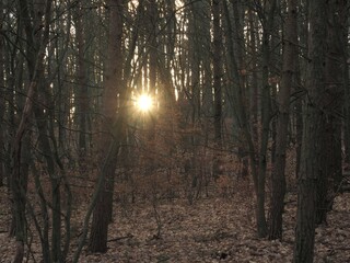 Sunset in a forest - late winter Szczecin Poland