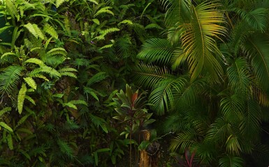 Lush tropical plants or Jungle
