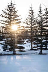 dawn through winter spruce