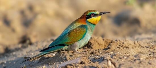 A vibrant Eurasian bee eater bird is perched on top of a sandy dirt field near Gerolsheim in Palatia. The birds colorful plumage stands out against the earthy tones of the surroundings.