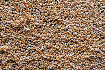Wheat grains close-up. Natural background. Texture of seeds, top view.